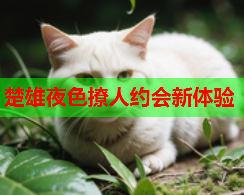 楚雄夜色撩人约会新体验